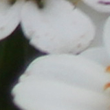 ヒャクニチソウの写真